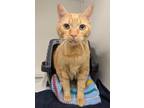 Chester, Domestic Shorthair For Adoption In Guelph, Ontario