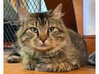 Adopt Gibson (he's awesome) a Maine Coon, Tabby
