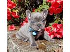 New Boys Blue French Bulldog Puppies For Sale