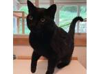 Sammy Is A Mild Bashful Guy He Is Curious And Independent Likes Pets Once He Get To Know You See More At Petfindercom
