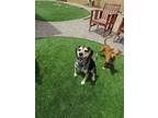 Adopt Daisy a Beagle, Bluetick Coonhound