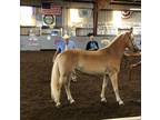 Standard of Excellence daughter disposition and ability 3 years old