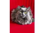 Adopt Remi A Maine Coon, Nebelung