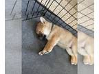 Shiba Inu PUPPY FOR SALE ADN-411296 - Shiba Inu Puppies