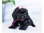 Cavapoo PUPPY FOR SALE ADN-411218 - CAVAPOO Puppies for sale Goshen IN