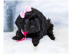 Cavapoo PUPPY FOR SALE ADN-411219 - CAVAPOO Puppies for sale Goshen IN