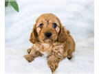 Cavapoo PUPPY FOR SALE ADN-411220 - CAVAPOO Puppies for sale Goshen IN