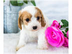 Cavapoo PUPPY FOR SALE ADN-411221 - CAVAPOO Puppies for sale Goshen IN