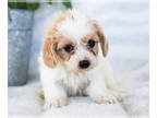 Cavapoo PUPPY FOR SALE ADN-411222 - CAVAPOO Puppies for sale Goshen IN