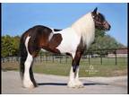 Double Registered Gypsy Vanner Kid Friendly Trail Driving Mare