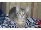 Adopt FRANSESCA a Brown Tabby Domestic Shorthair / Mixed (short coat) cat in