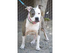 Adopt Judy a Gray/Blue/Silver/Salt & Pepper American Pit Bull Terrier / Mixed