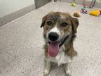 Adopt MILO a Brown/Chocolate - with White Australian Shepherd / Mixed dog in