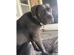 Adopt Odin a Gray/Blue/Silver/Salt & Pepper Cane Corso / Mixed dog in Kokomo