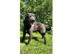 Adopt Harvey a Black Labrador Retriever / Mixed dog in Moncton, NB (35029269)