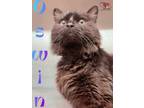 Adopt Oswin a All Black Domestic Mediumhair / Domestic Shorthair / Mixed cat in