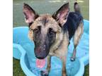 Adopt Hazel a Brown/Chocolate German Shepherd Dog / Mixed dog in Largo