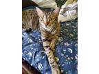 Adopt Jerry a Spotted Tabby/Leopard Spotted American Shorthair / Mixed (short