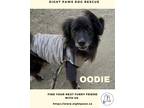 Adopt Oodie a Black - with White Mixed Breed (Small) / Dachshund / Mixed dog in