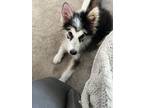 Adopt Alf a Black - with White Husky / Collie dog in Denver, CO (35026199)