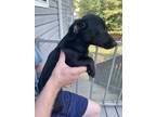 Adopt Muffin a Black Dachshund / Rat Terrier / Mixed dog in Dallas