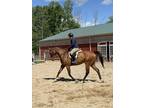 Experienced Show horse HuntersEq Dressage or low level Eventing