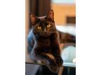 Adopt Willow a All Black Domestic Shorthair (short coat) cat in Tolleson