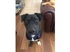 Adopt Tux a Black - with White Rottweiler / Mixed dog in Niagara Falls