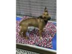 Adopt Lucy a Brown/Chocolate - with Black Dachshund dog in Cedartown