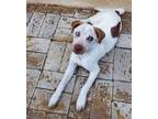 Adopt Bentley a White - with Brown or Chocolate Pointer dog in Buffalo