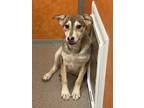 Adopt Fromage a Australian Shepherd / Husky / Mixed dog in Fort Lupton