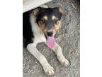 Adopt Kroissant a Australian Shepherd / Border Collie / Mixed dog in Fort