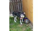 Adopt Koda a Black - with Gray or Silver Husky / Mixed dog in Corpus Christi