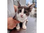 Adopt Geroge a Gray or Blue Domestic Mediumhair / Domestic Shorthair / Mixed cat