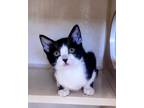 Adopt Harvey a All Black Domestic Shorthair / Domestic Shorthair / Mixed cat in