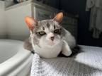 Adopt Jessie a Gray, Blue or Silver Tabby Domestic Shorthair / Mixed (short