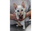 Adopt Berlioz a Cream or Ivory Siamese / Domestic Shorthair / Mixed cat in