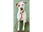 Adopt Puppy Wuppy a White Labrador Retriever / American Pit Bull Terrier / Mixed