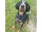 Adopt Blue a Brown/Chocolate Coonhound / Mixed dog in Kingston, ON (35023609)