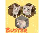 Adopt Buster a Cream or Ivory Siamese / Domestic Shorthair / Mixed cat in