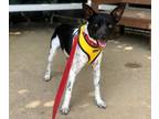 Adopt Adrian a Black - with White Australian Cattle Dog / Mixed dog in Mission