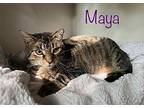 Maya, Domestic Shorthair For Adoption In Brantford, Ontario
