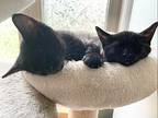 Kittens-scarlett/leo/mr Midnig, Domestic Shorthair For Adoption In Brantford