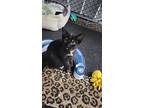 Kittens - Tails, Lexie & Neko, Domestic Shorthair For Adoption In Brantford