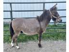 Check this guy out Flashy Mini Hinny Gelding