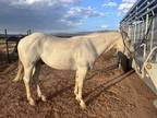 Athletic 15yr old cow horse