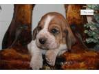 Basset Hound Puppy for sale in Springfield, MO, USA