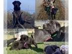 Labrador Retriever PUPPY FOR SALE ADN-411819 - Registered Black Lab Puppies