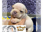French Bulldog PUPPY FOR SALE ADN-412160 - Creme French Bulldog Puppy