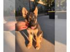 German Shepherd Dog-Siberian Husky Mix PUPPY FOR SALE ADN-412138 - German